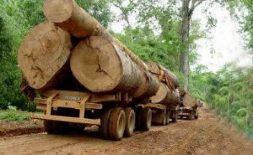PF faz busca e apreens�o em madeireiras que extraem toras de �rea ind�gena