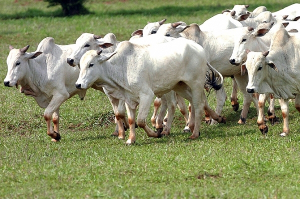 Mais tr�s pa�ses restringem a compra de carne de MT
