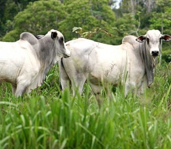 Cai pre�o do gado em 4 regi�es no Mato Grosso