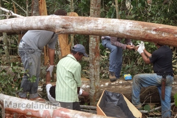 Trabalhador rural morre ap�s ser atingido por �rvore 