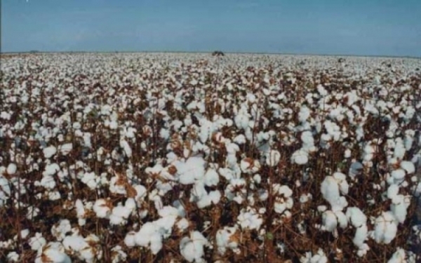 Maioria dos algodoais de MS entra na reta final de produ��o