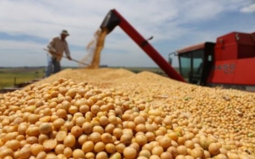 Cereais representam 3,69% da produ��o de gr�os de Mato Grosso