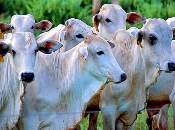 Embargos reduz exporta��o de carne bovina em Mato Grosso