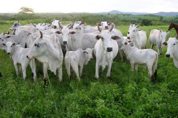 Mato Grosso do Sul deve arrecadar R$ 19 bilh�es com a pecu�ria e gr�os