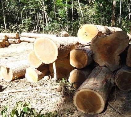 Dois s�o presos e mais de 100 toras de madeira apreendidas no Nort�o 