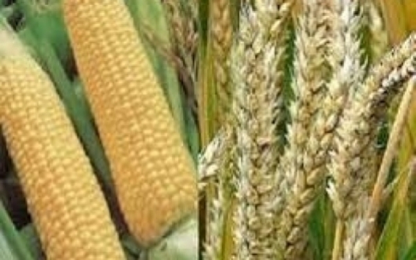 IGC eleva previs�o de produ��o global de milho e trigo em 2014/15