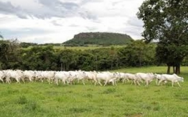 Agroneg�cio e Solidariedade marcam a segunda edi��o da Expo Figueir�o