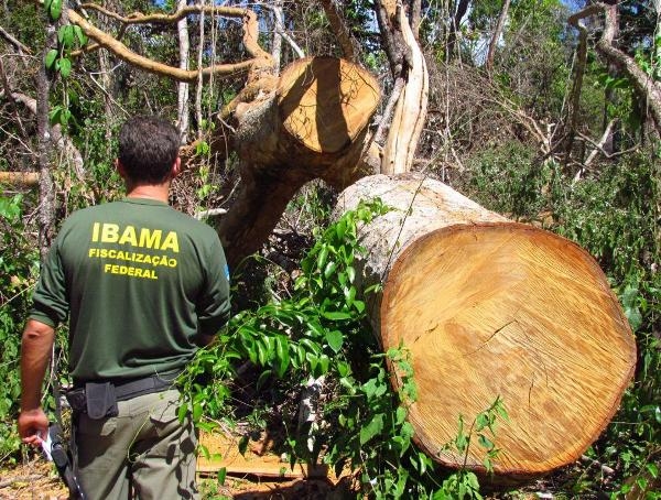 Medida do Ibama causa preju�zos ao setor de base florestal e � contestada na Justi�a 