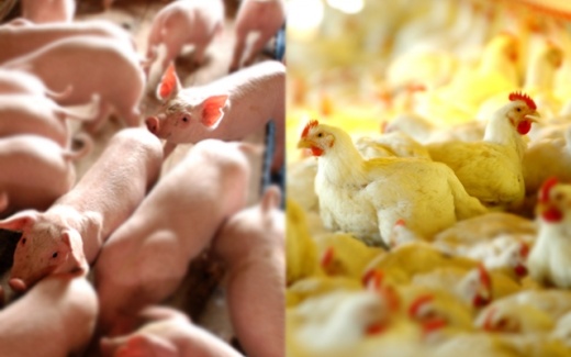 Su�nos e aves buscam expandir exporta��es aos emergentes