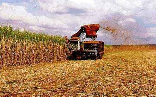 Datagro prev� t�rmino da safra de cana at� 30 dias antes do usual