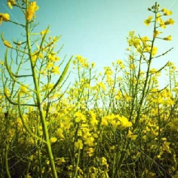 Agricultores ga�chos ampliam �rea destinada ao plantio da canola