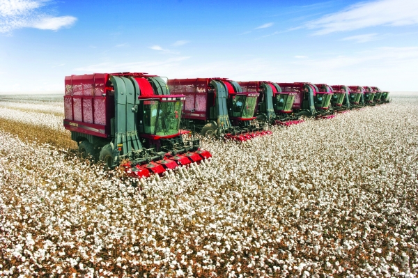 Produtividade do algod�o em Mato Grosso chega a 225 arrobas por hectare
