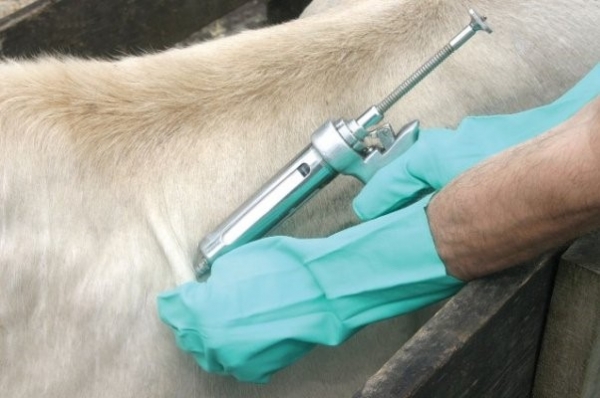Pecuaristas devem se preparar para �ltima etapa de vacina��o