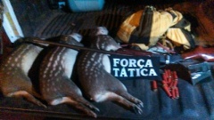 PM flagra suspeito e o det�m por ca�a a animais silvestres em MT