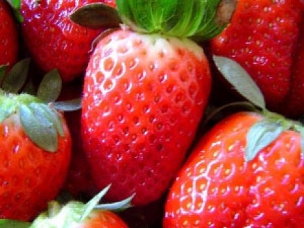 Produtor do ES desenvolve sistemas de cultivo de morango sem agrot�xico