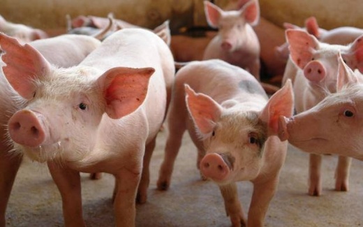 SU�NOS: Demanda enfraquece reajustes da carne