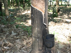 Leil�o de Pepro para borracha negocia metade do lote ofertado por MT