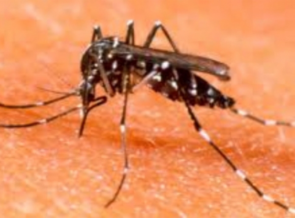 Mato Grosso tem m�dia de quase mil casos de dengue por m�s