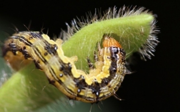 Brasil tem oportunidade para controle biol�gico