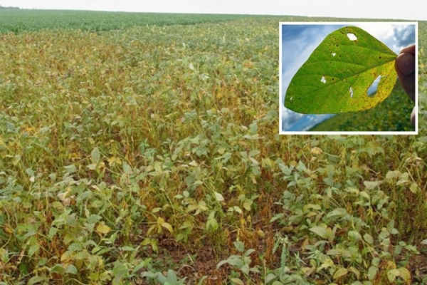 Ferrugem da soja � identificada em tr�s estados brasileiros