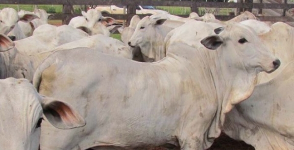 Propriedades de Mato Grosso recebem avalia��o de livre de aftosa