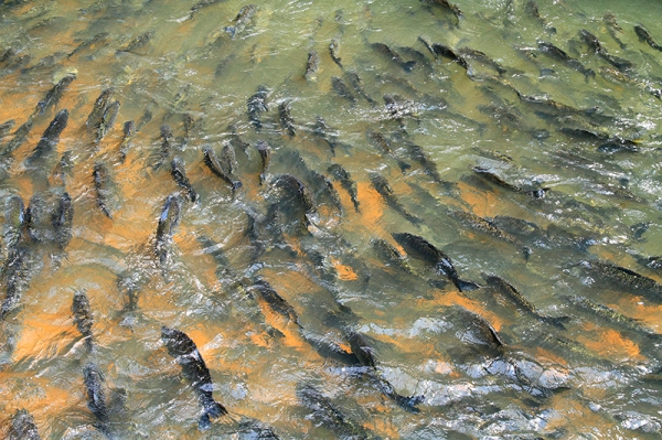 Per�odo de proibi��o da pesca (Piracema 2015) vai at� 28 de fevereiro