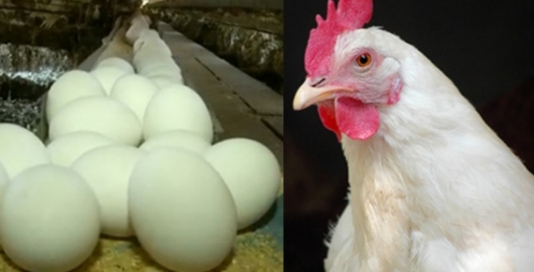 Frango e ovos ficam mais caros em mar�o