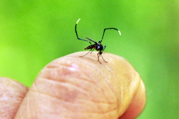 Em tr�s dias, dengue mata mais 10 em SP 
