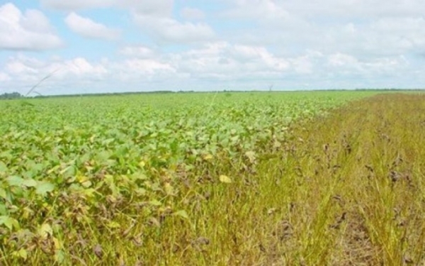 Mato Grosso altera o Vazio Sanit�rio e proibe o plantio de soja 