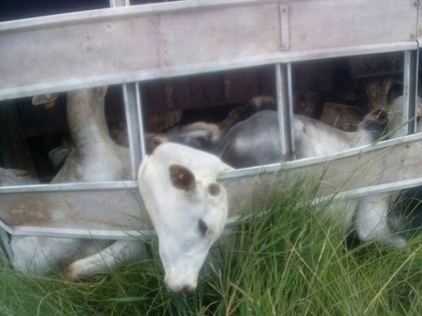 Carreta carregada de gado tomba pr�ximo a Juara, deixa animais mortos
