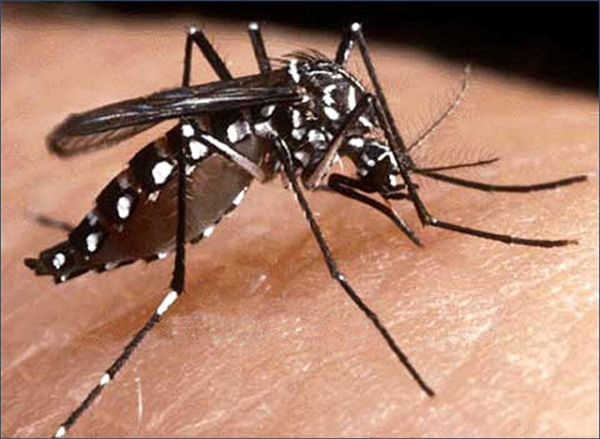 Sa�de de V�rzea Grande investiga tr�s casos suspeitos de Zika, nova doen�a