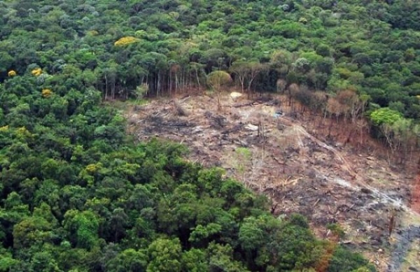 Desmatamento em Mato Grosso sobe 218%; estado lidera com 37% entre os da Amaz�nia Legal
