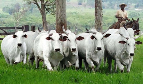 Mato Grosso abateu mais de 1 milh�o bovinos em 3 meses