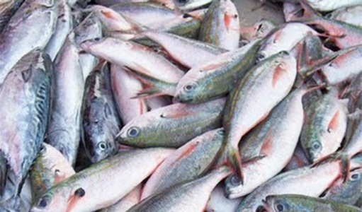 Governo busca investimentos para aumentar produ��o de pescado