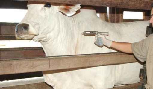 Pecuaristas t�m at� o dia 10 para comunicar vacina��o