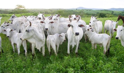 Pecu�ria domina mais de 40% de Mato Grosso, revela mapeamento do IBGE