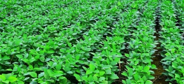 Soja tem valoriza��o de 2,47% em Mato Grosso