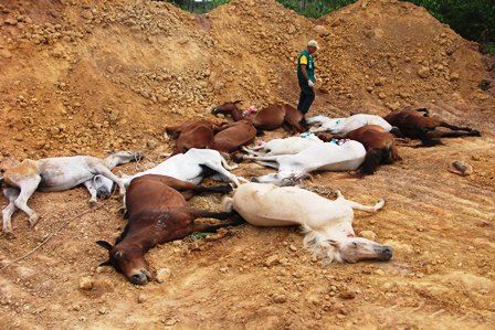 Doen�a do mormo j� causou morte de 18 cavalos em Mato Grosso