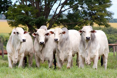 Arroba do boi gordo atinge at� R$134 em Mato Grosso