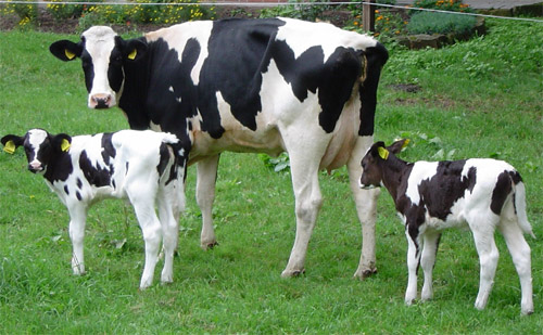 iLPF � tend�ncia entre produtores do Mato Grosso