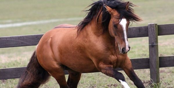 �leo como fonte de energia para cavalos atletas