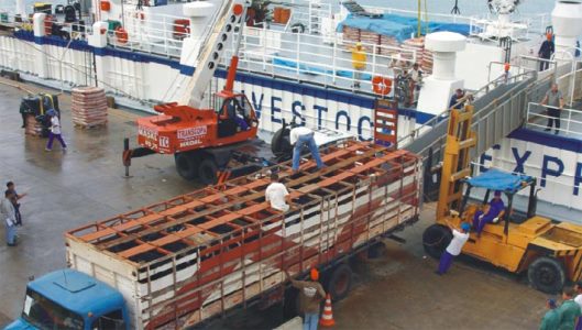 Exporta��o brasileira de bovinos vivos caiu 69,2% no primeiro semestre