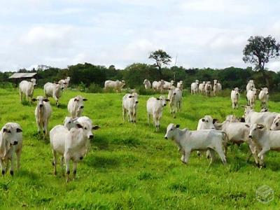 Exig�ncias nos mercados agropecu�rios da Argentina e Uruguai s�o refer�ncias para MT
