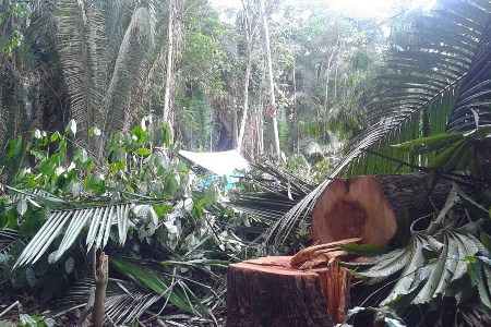 Propriedades rurais de Mato Grosso viram alvo de grileiros
