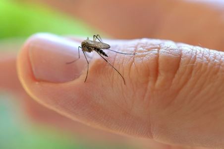 Mato Grosso j� registra quase 100% no aumento de casos de dengue