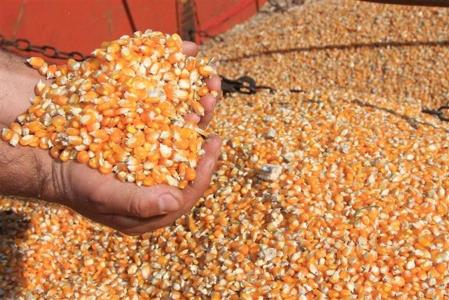 Mato Grosso chega a 65% na colheita do milho mas pre�os preocupam