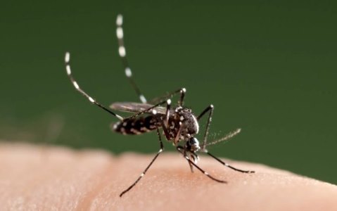 M�dica alerta sobre riscos da febre Zika em Mato Grosso 