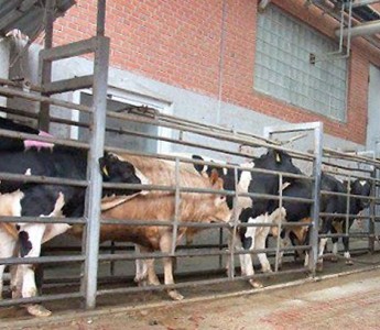 Paralisa��o de frigor�ficos cresce 75% em Mato Grosso