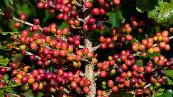 Fundo libera R$ 3 bilh�es para financiar cadeia produtiva do caf�