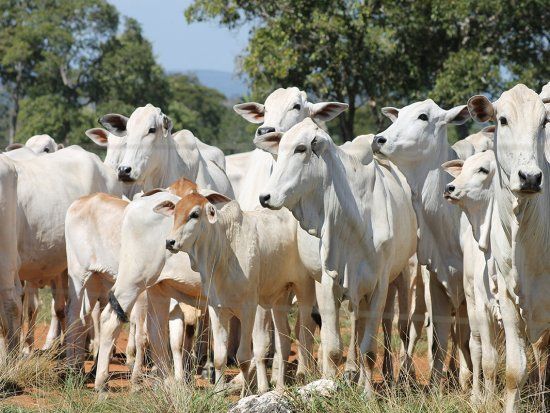 Pecuaristas querem ICMS cobrado sobre o valor da opera��o e n�o da pauta